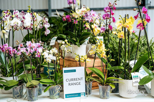 Big Changes at the Horti House - Improved offer for you! - The Horti House
