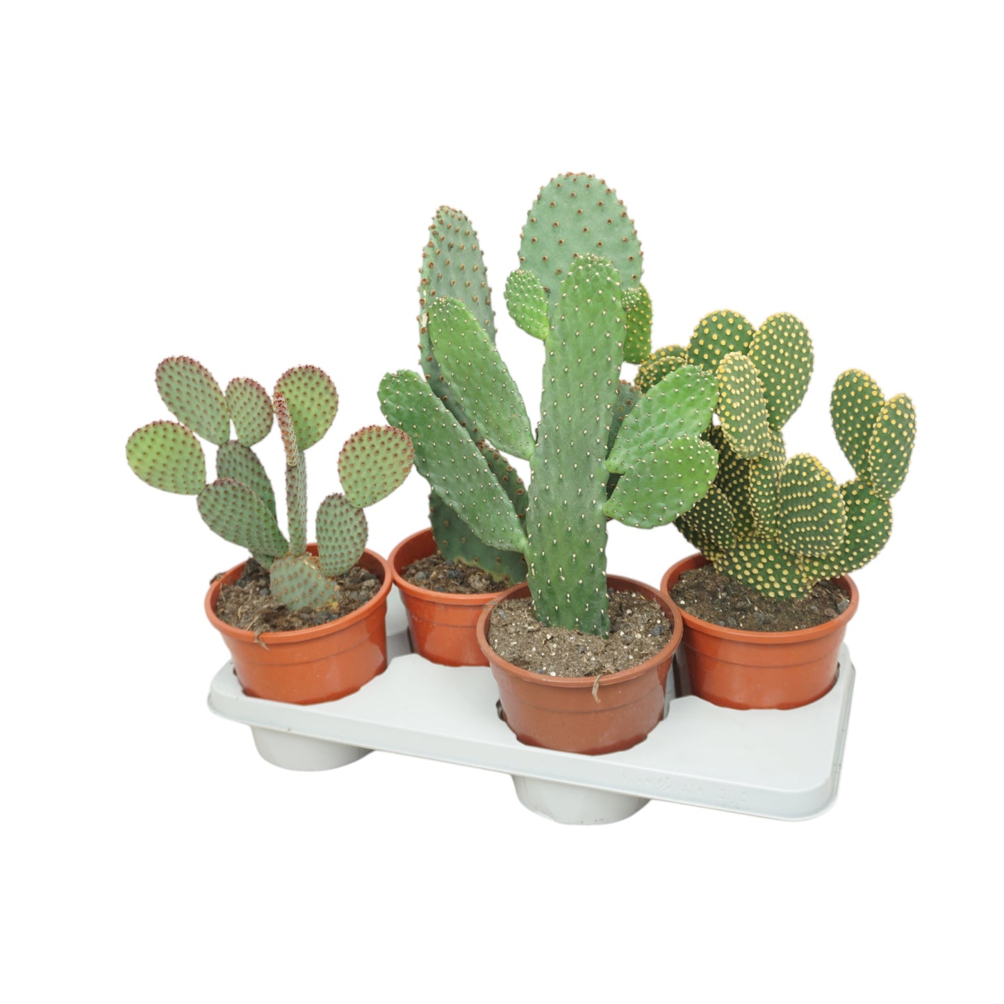 Cacti 17cm Opuntia