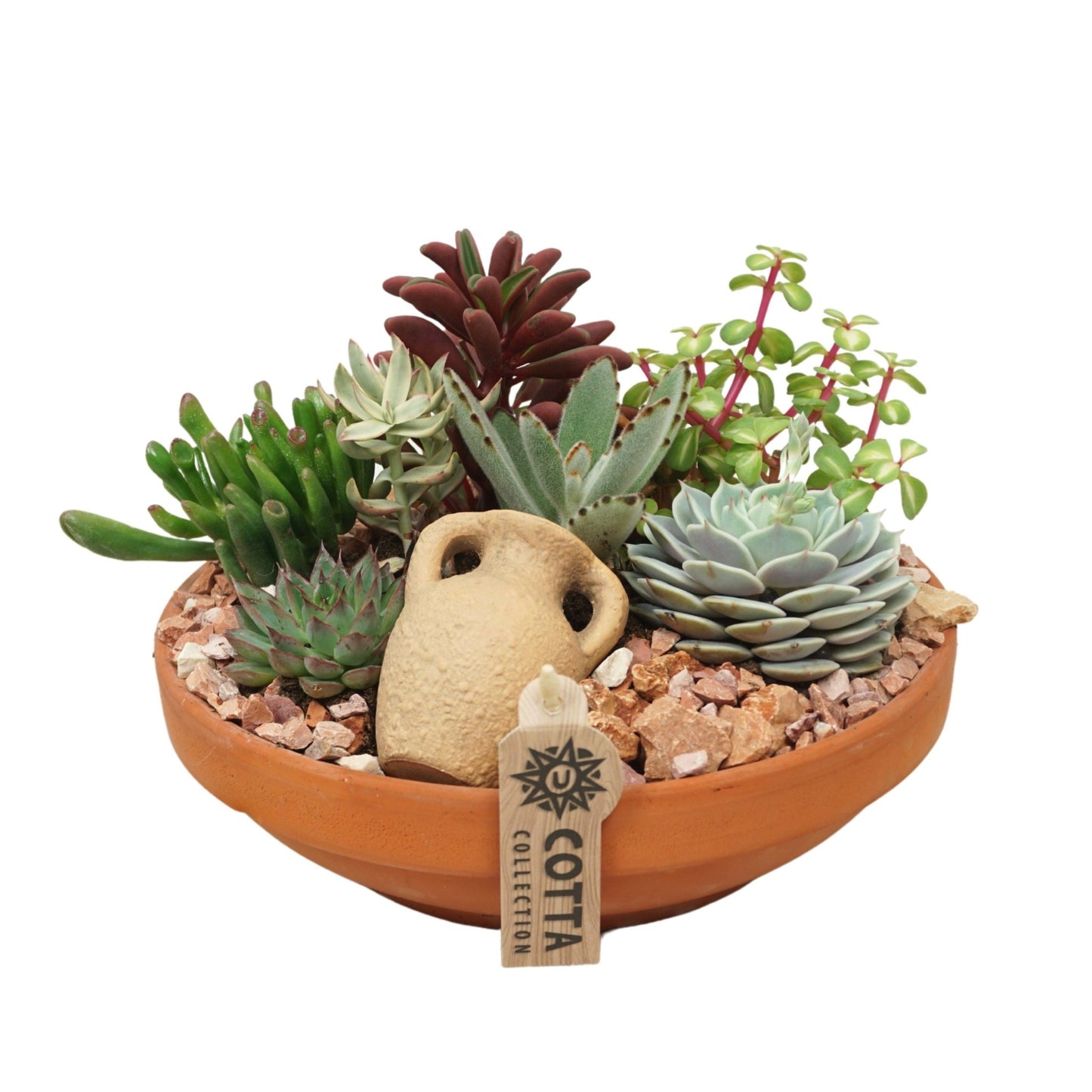 Succulent 24cm Terracotta Bowl - Succulent The Horti House