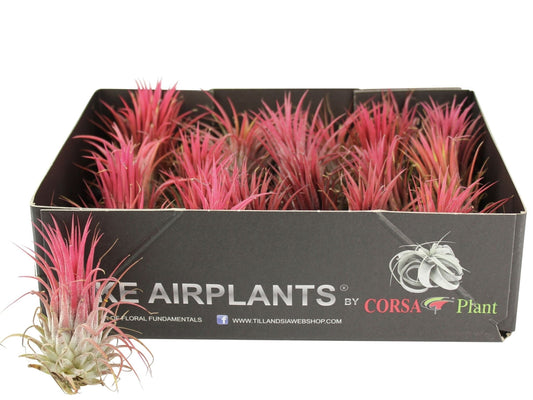 Tillandsia 6cm onantha red - Airplant The Horti House