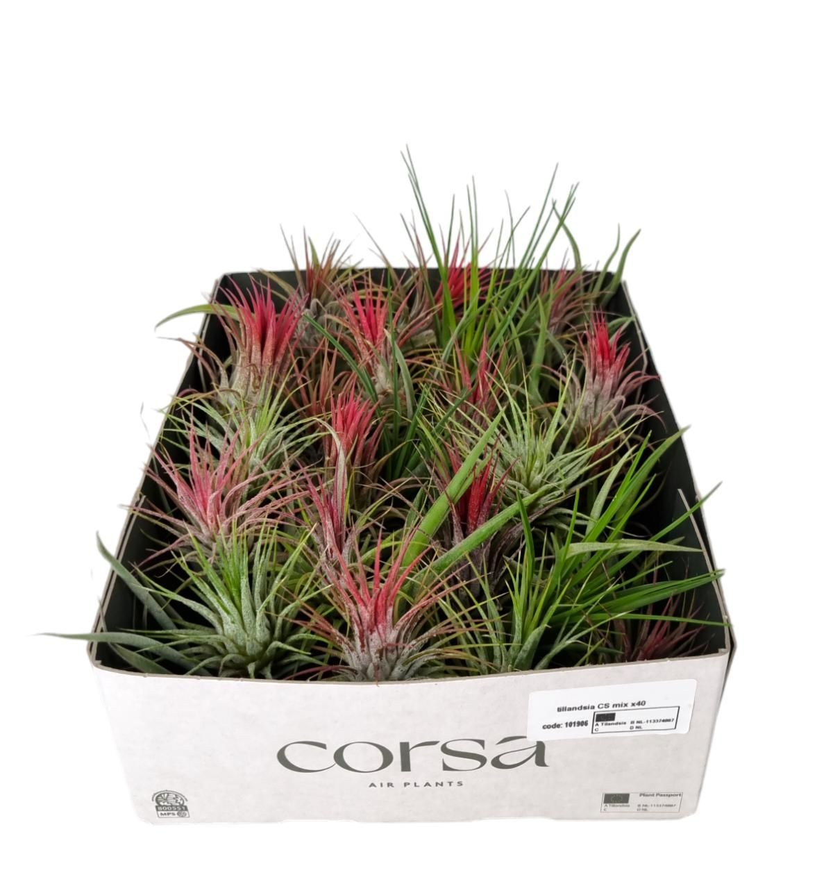 Tillandsia 4cm Mix