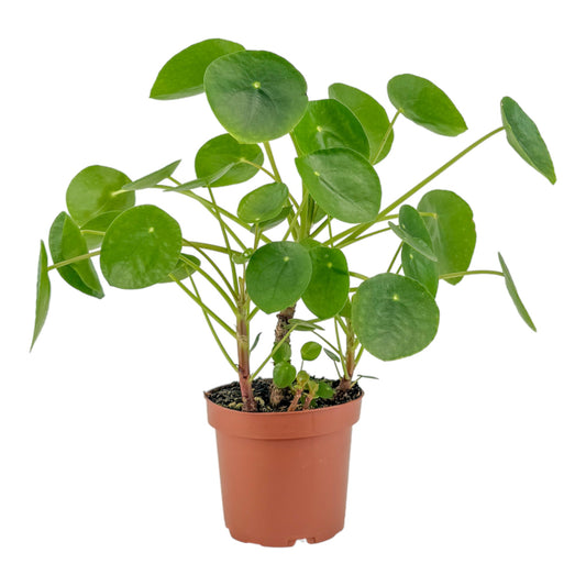 Pilea 12cm