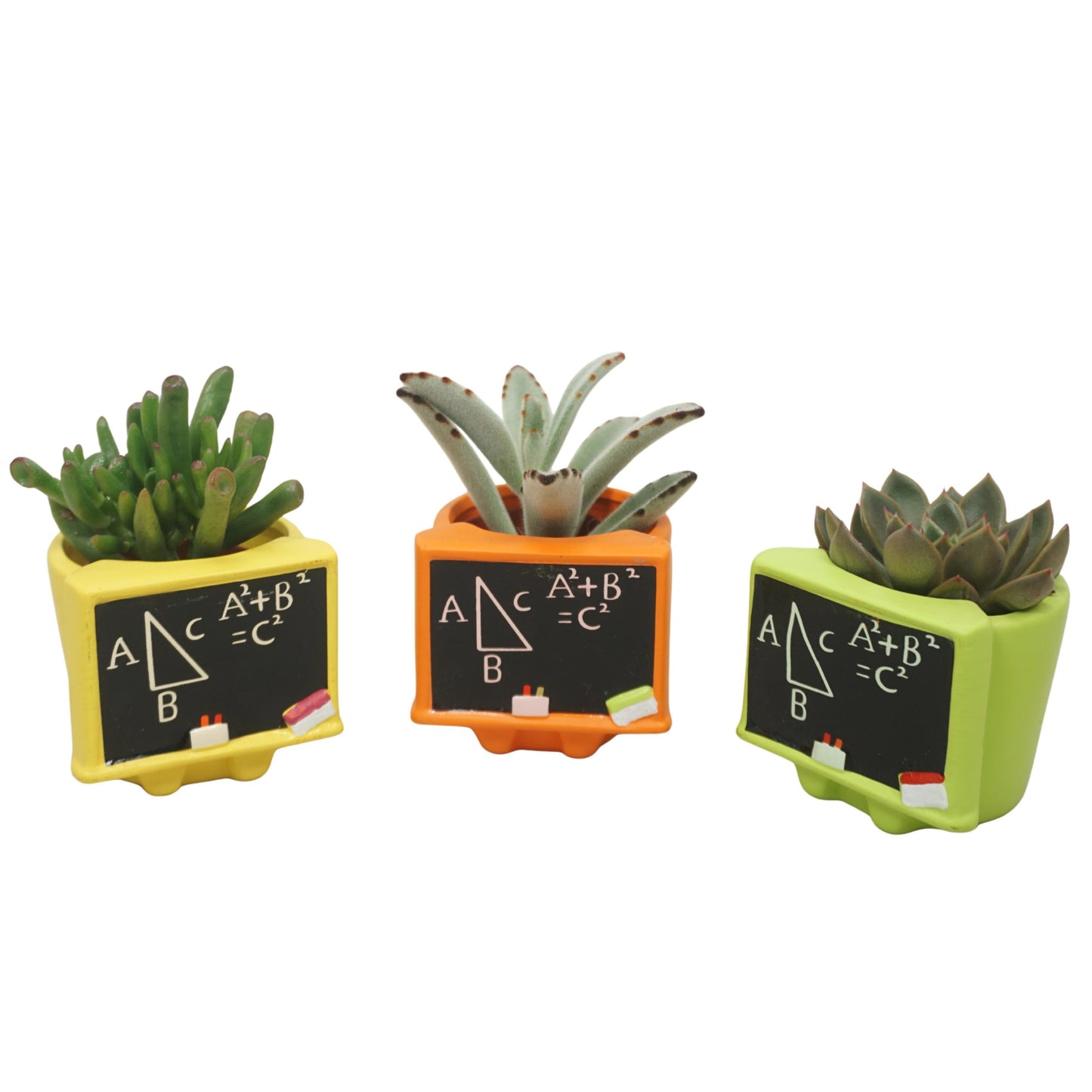 Succulent 7cm Schoolboard
