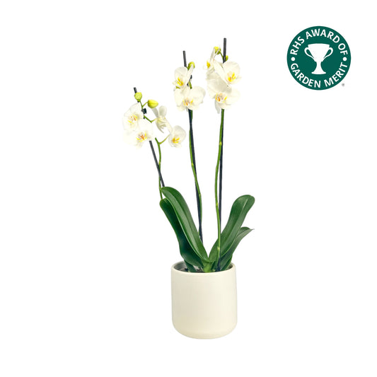 Phalaenopsis 12cm AGM Triple Stem Folkstone in Cambridge Ceramic