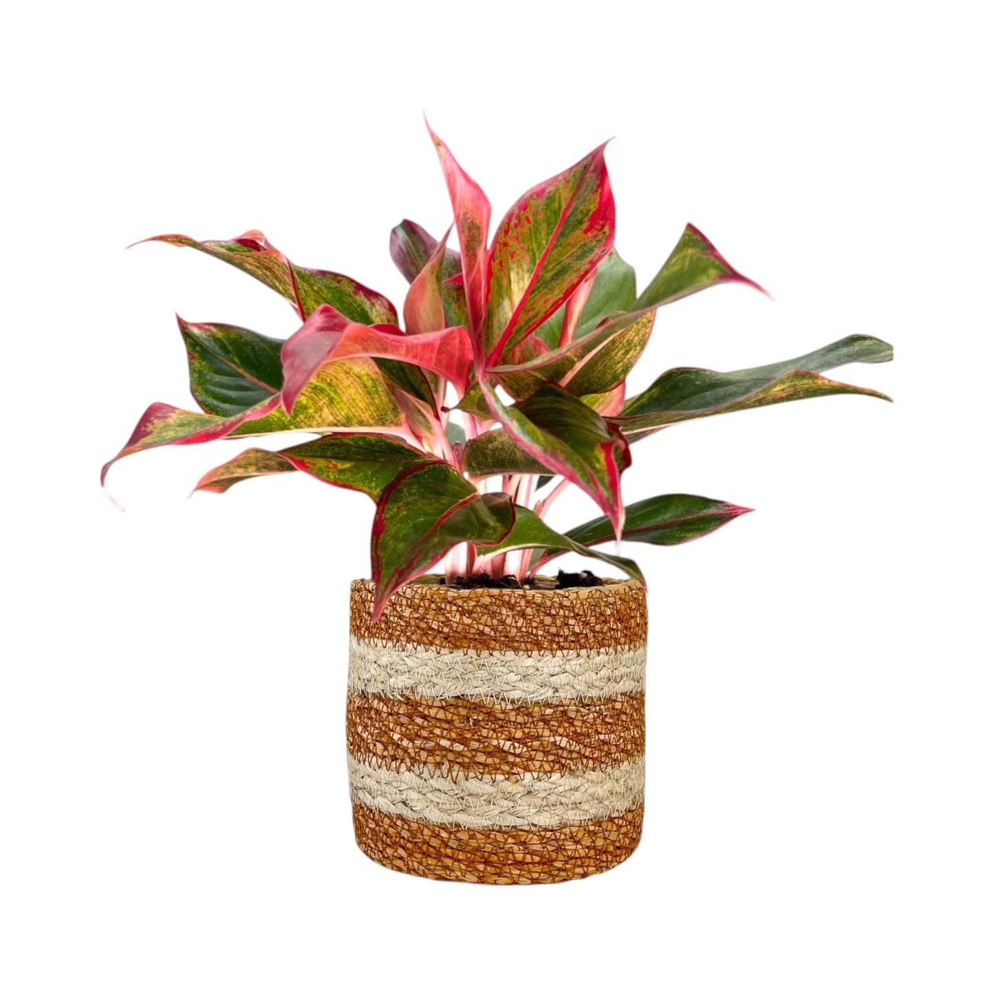 Green Plant 12cm Mix in Basket - Green Plant The Horti House