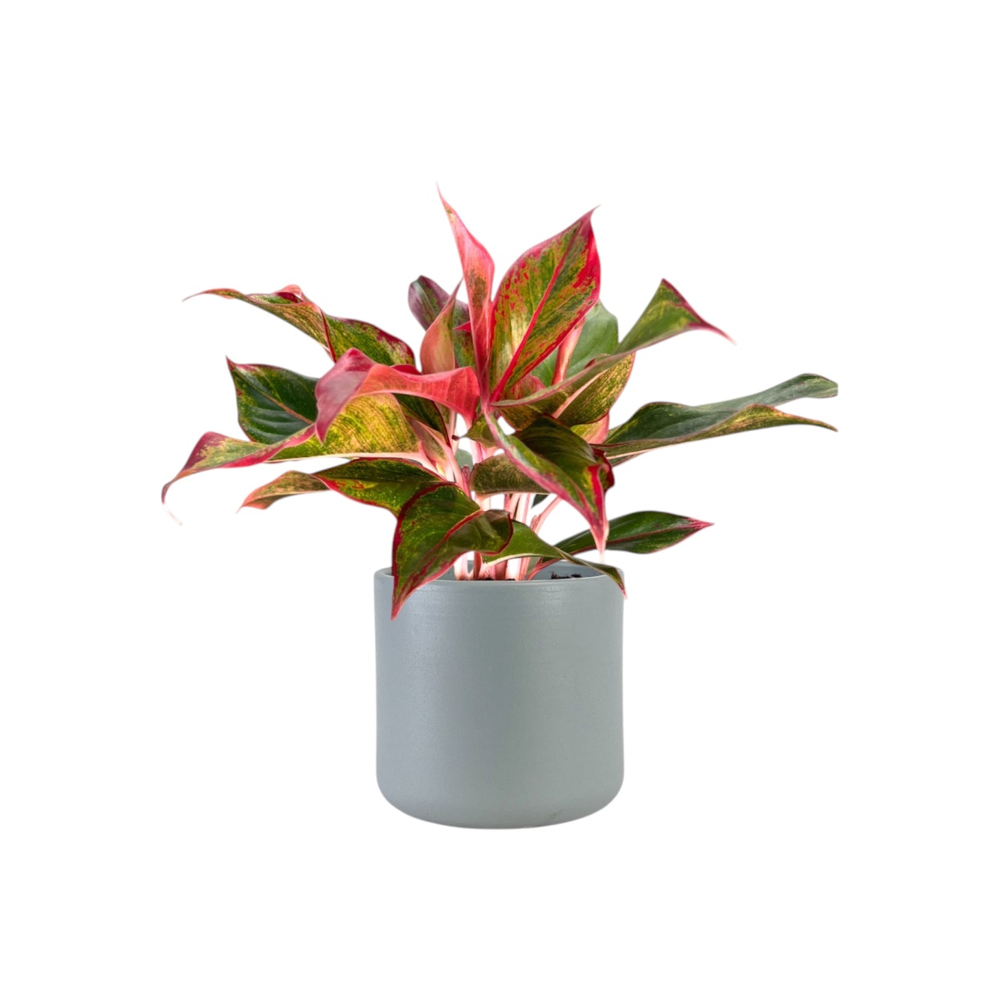 Green Plant 12cm Mix in Cambridge Ceramic - Green Plant The Horti House