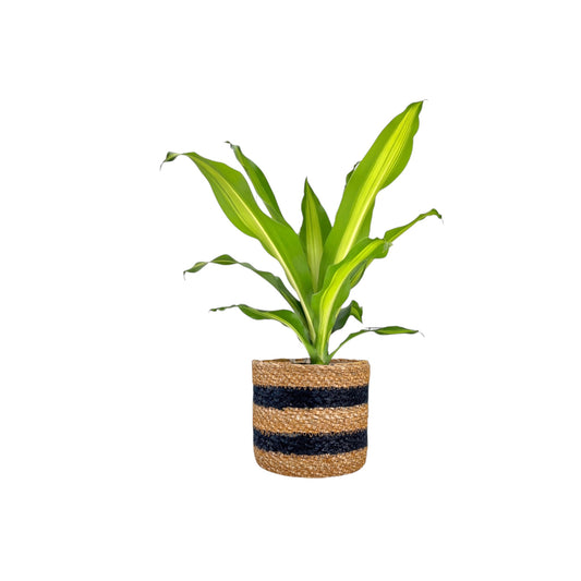 Dracaena 17cm Burley in Basket - Green Plant The Horti House