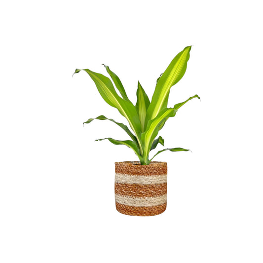 Dracaena 17cm Burley in Basket - Green Plant The Horti House