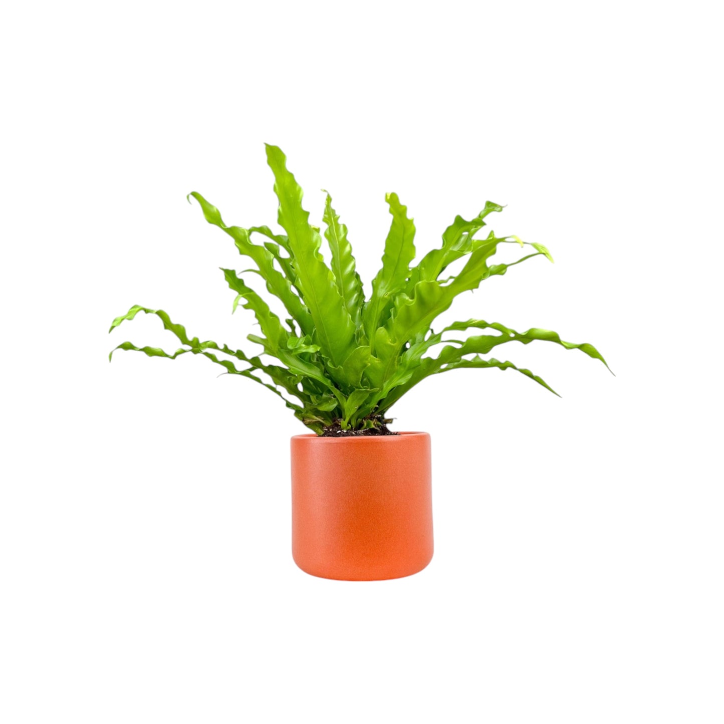 Asplenium 12cm Mix in Cambridge Ceramic