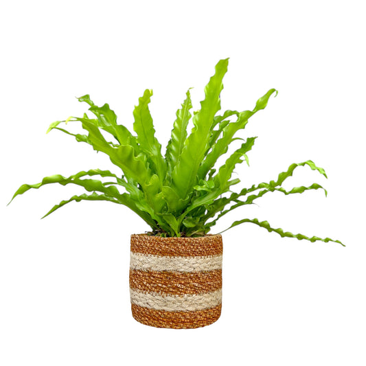 Asplenium 12cm Mix In Basket