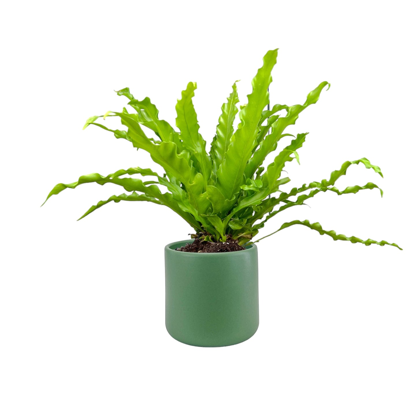 Fern 12cm Mix in Cambridge Ceramic - Green Plant The Horti House