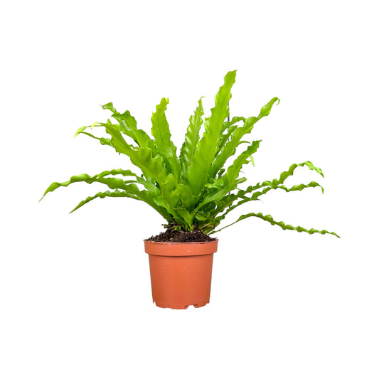 Asplenium 12cm Mix