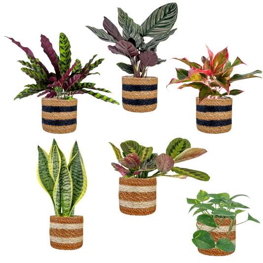 Green Plant 12cm Mix in Basket - Green Plant The Horti House