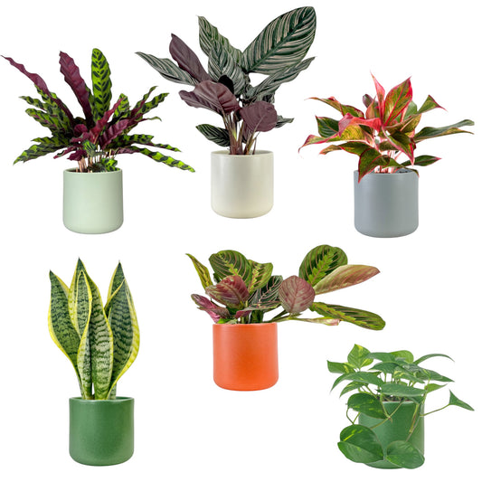 Green Plant 12cm Mix in Cambridge Ceramic - Green Plant The Horti House