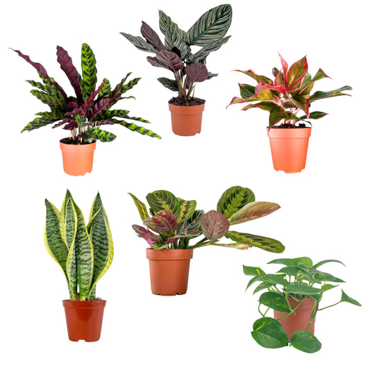 Green Plant 12cm Mix - Green Plant The Horti House