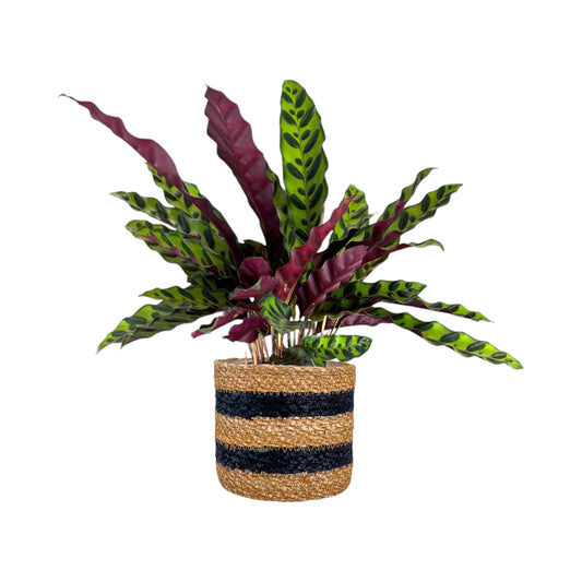 Green Plant 12cm Mix in Basket - Green Plant The Horti House
