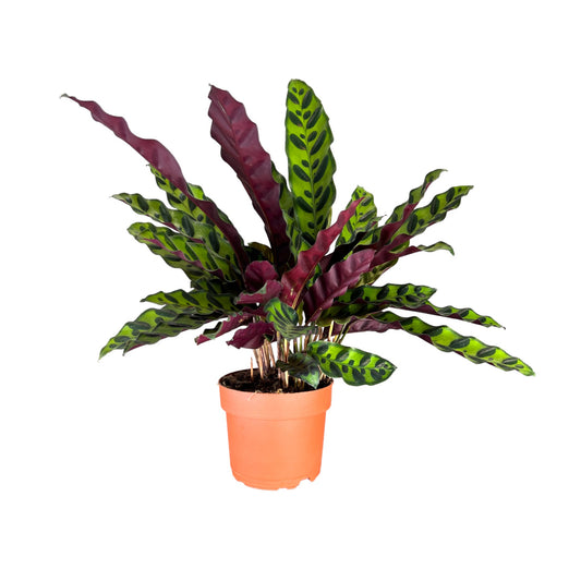 Calathea 12cm Lancifolia - Green Plant The Horti House
