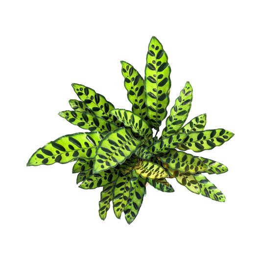 Calathea 12cm Lancifolia - Green Plant The Horti House