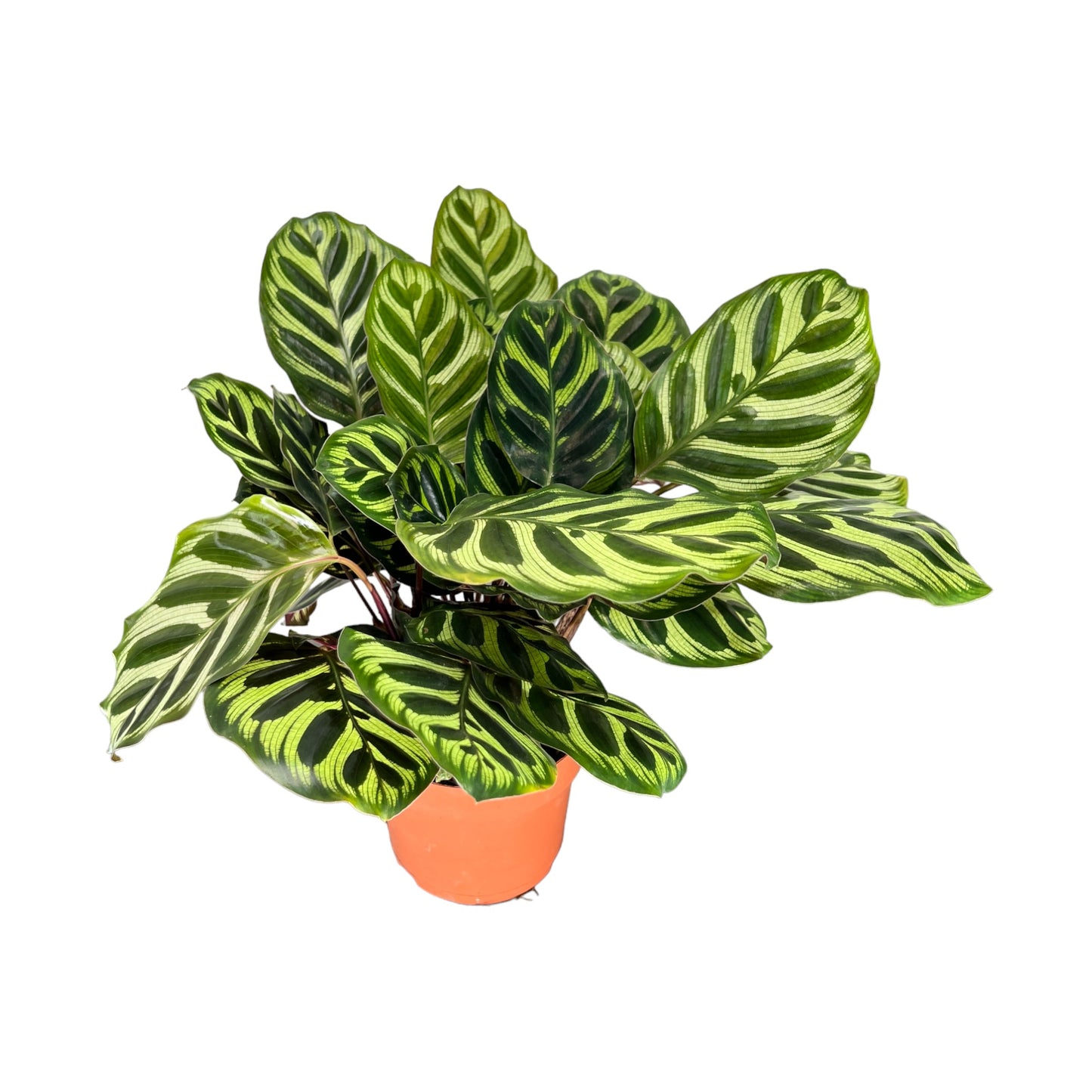 Calathea 12cm Makoyana - Green Plant The Horti House