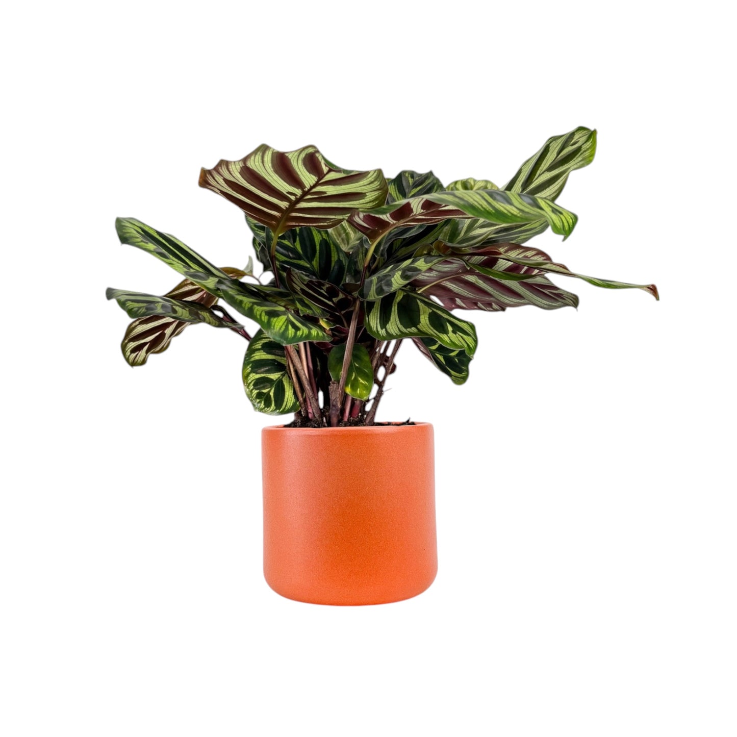 Calathea 12cm Mix in Cambridge Ceramic