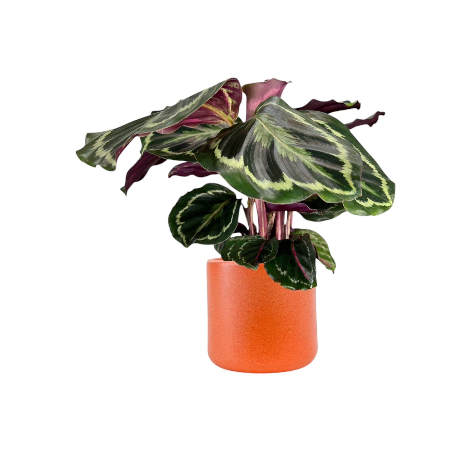 Calathea 12cm Mix in Cambridge Ceramic