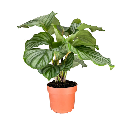Calathea 12cm Mix - Green Plant The Horti House