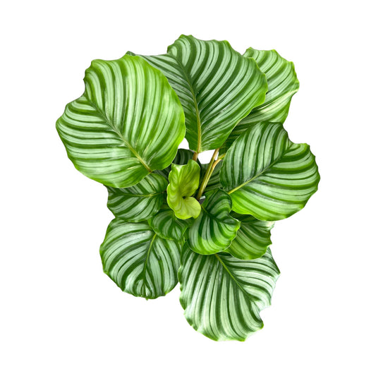 Calathea 12cm Orbifolia - Green Plant The Horti House