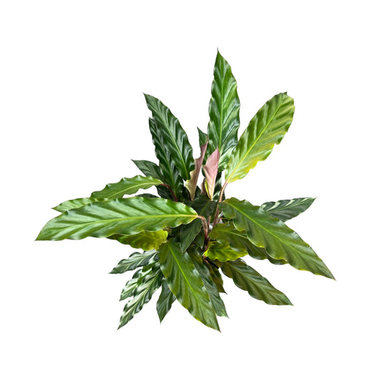 Calathea 12cm Rufibarba - Green Plant The Horti House