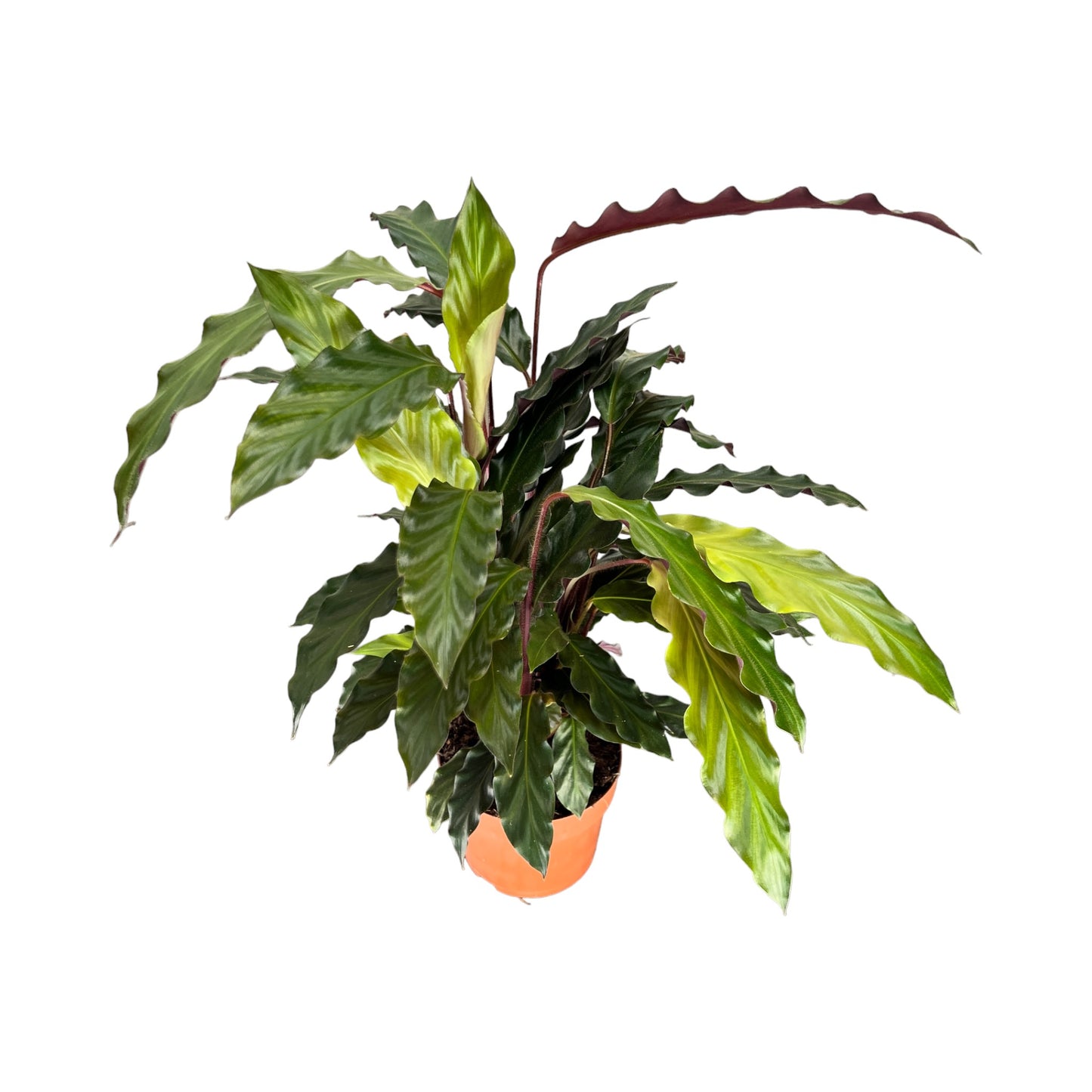 Calathea 12cm Rufibarba - Green Plant The Horti House