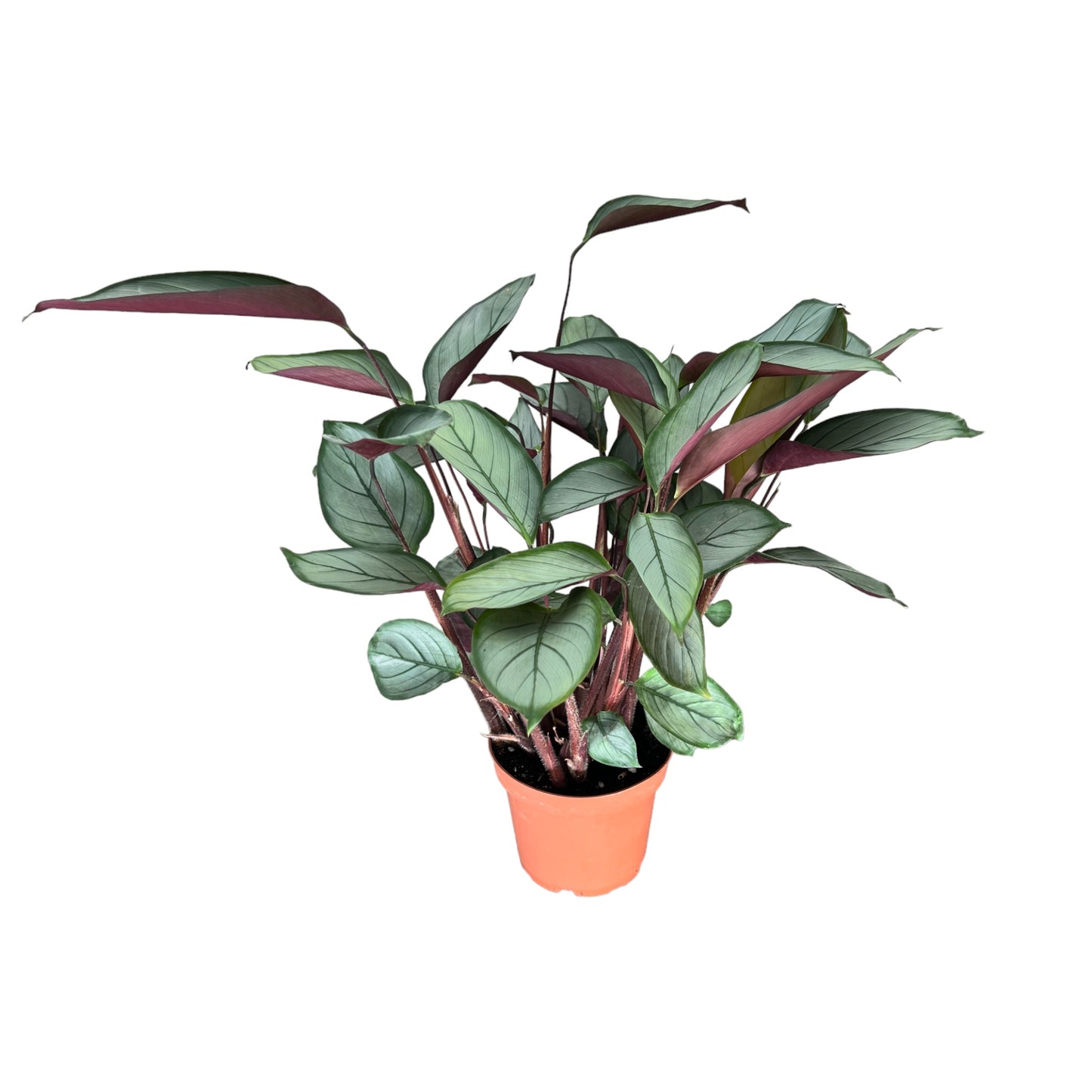 Calathea 12cm Setosa - Green Plant The Horti House