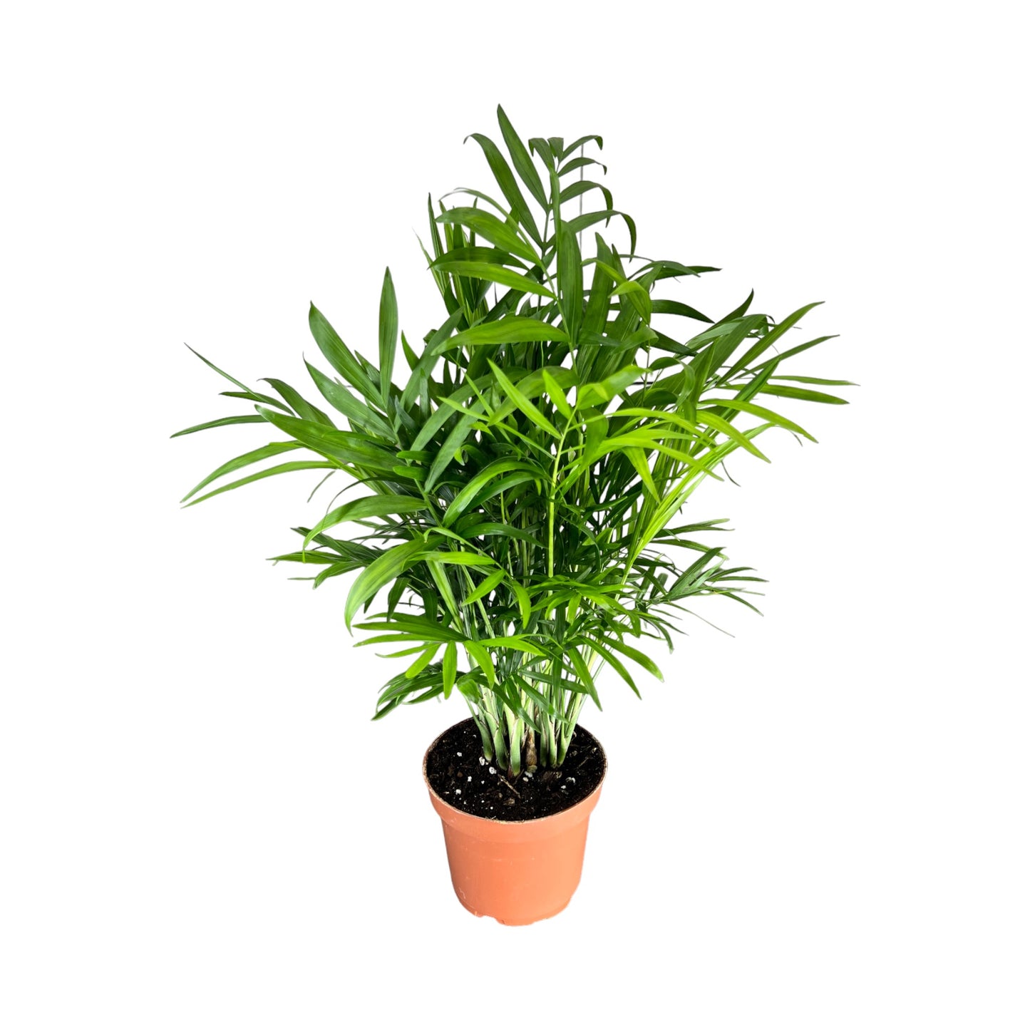 Chamaedorea 12cm Elegans - Green Plant The Horti House