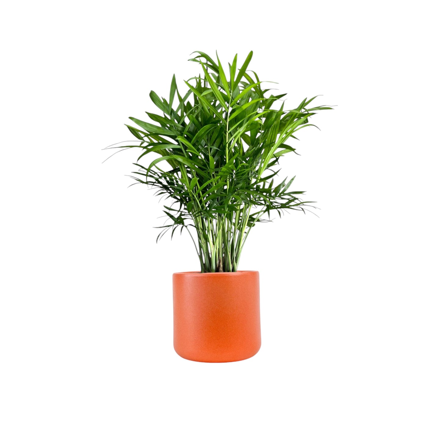 Green Plant 12cm British Mix in Cambridge Ceramic - Green Plant The Horti House