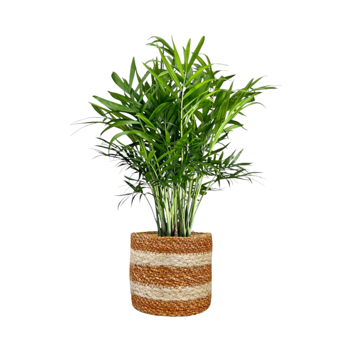 Green Plant 12cm British Mix in Basket - Green Plant The Horti House
