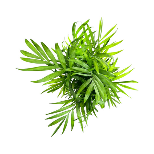 Chamaedorea 12cm Elegans - Green Plant The Horti House