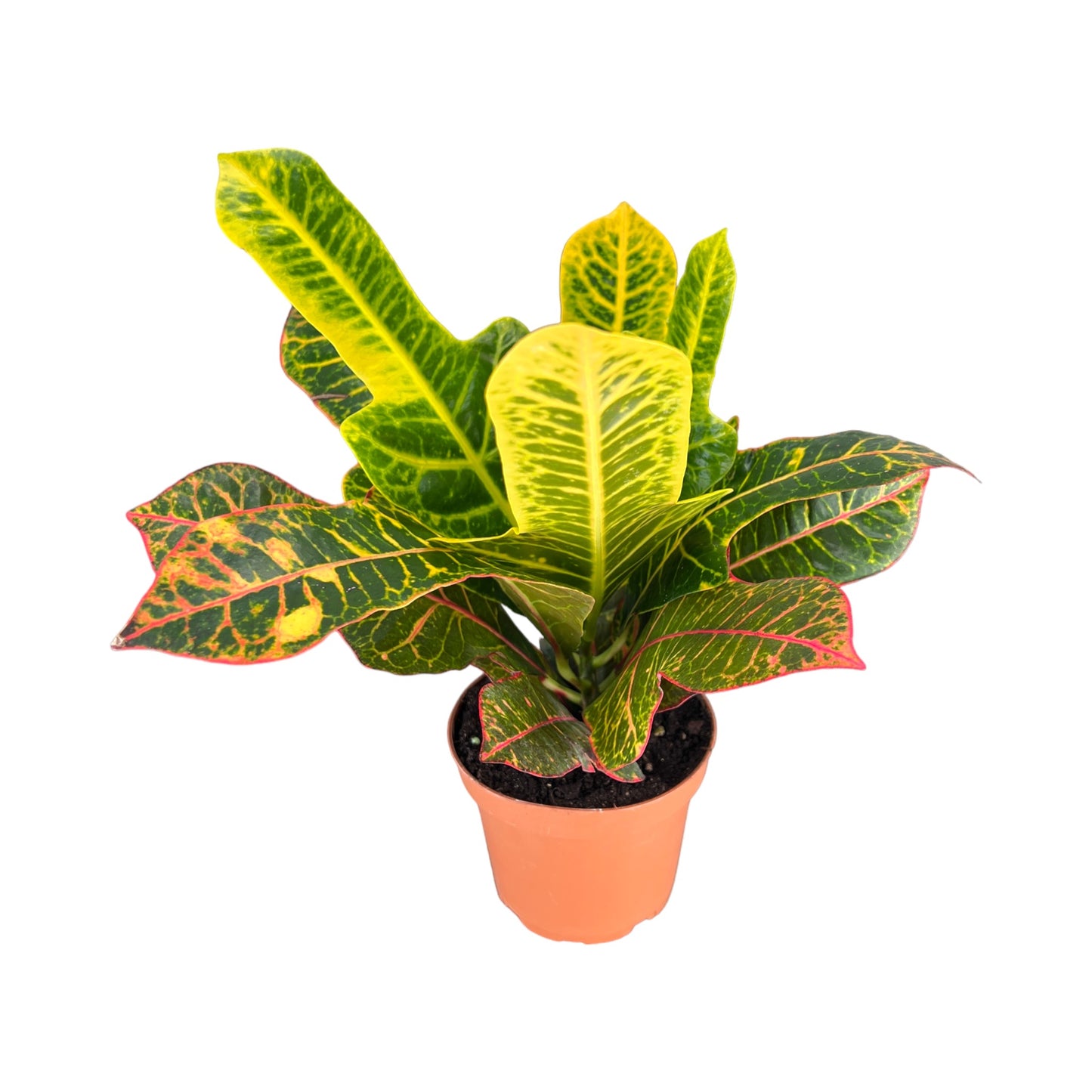 Codiaeum 12cm - Green Plant The Horti House