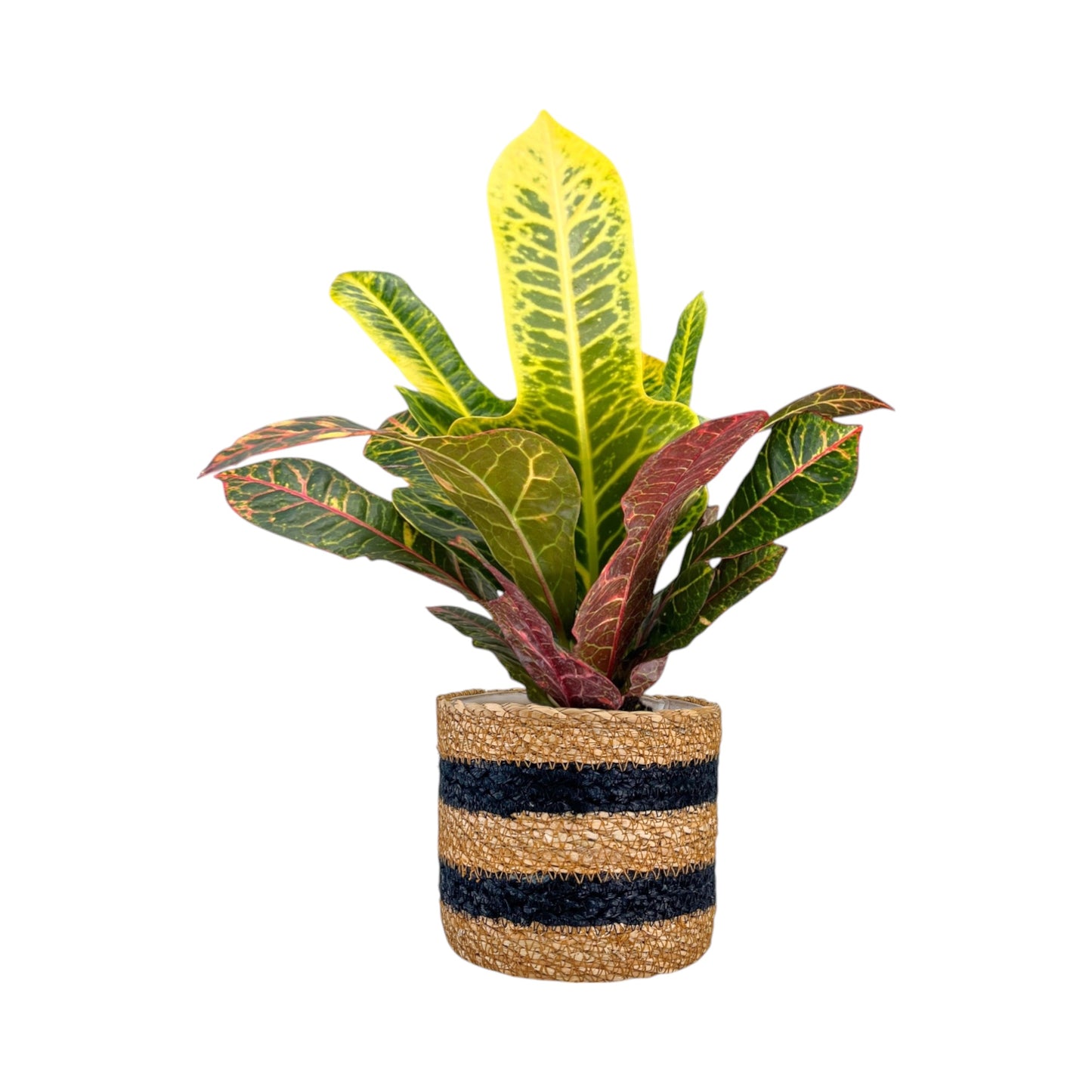 Green Plant 12cm British Mix in Basket - Green Plant The Horti House