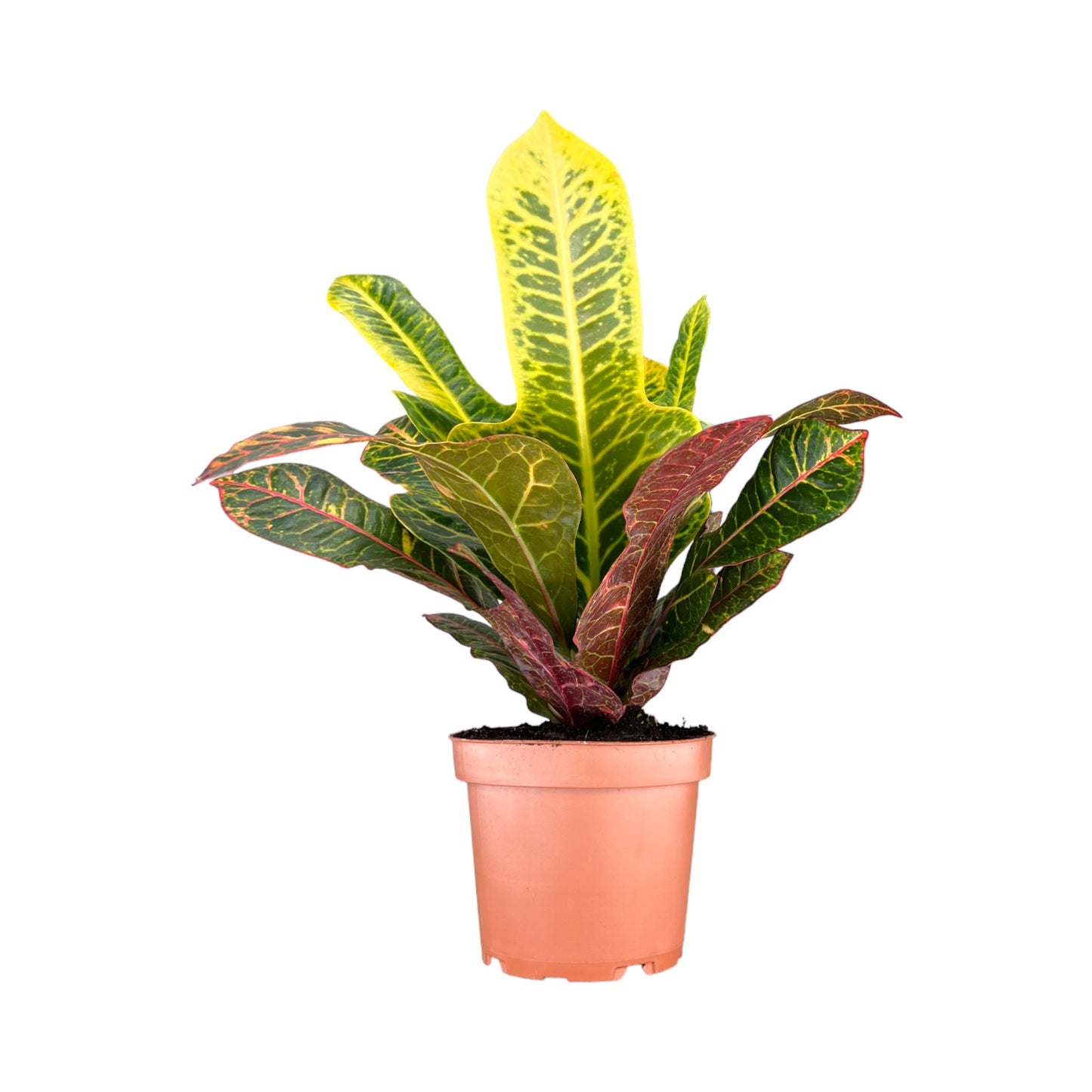 Codiaeum 12cm - Green Plant The Horti House
