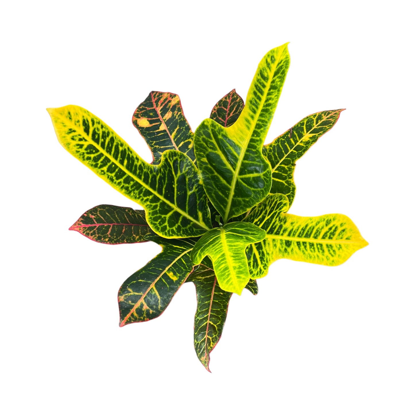 Codiaeum 12cm - Green Plant The Horti House