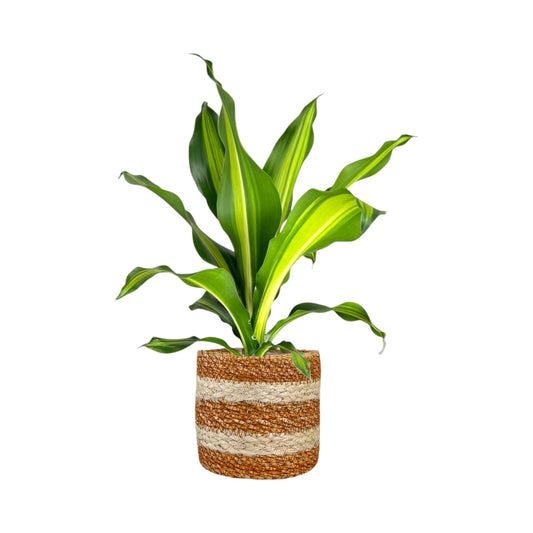 Dracaena 12cm Burley in Basket - Green Plant The Horti House