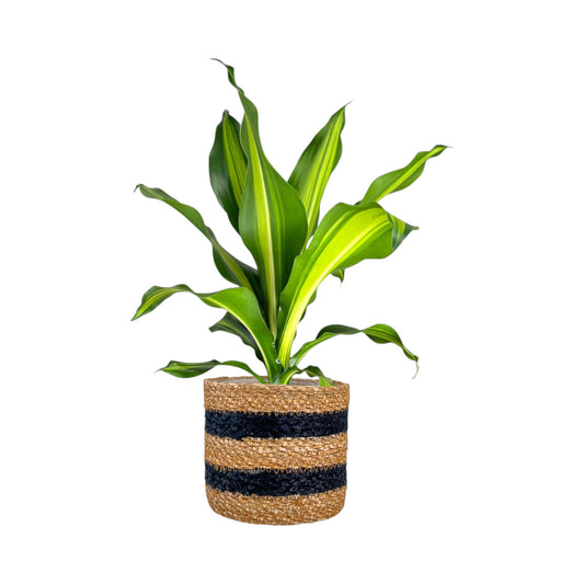 Dracaena 12cm Burley in Basket - Green Plant The Horti House
