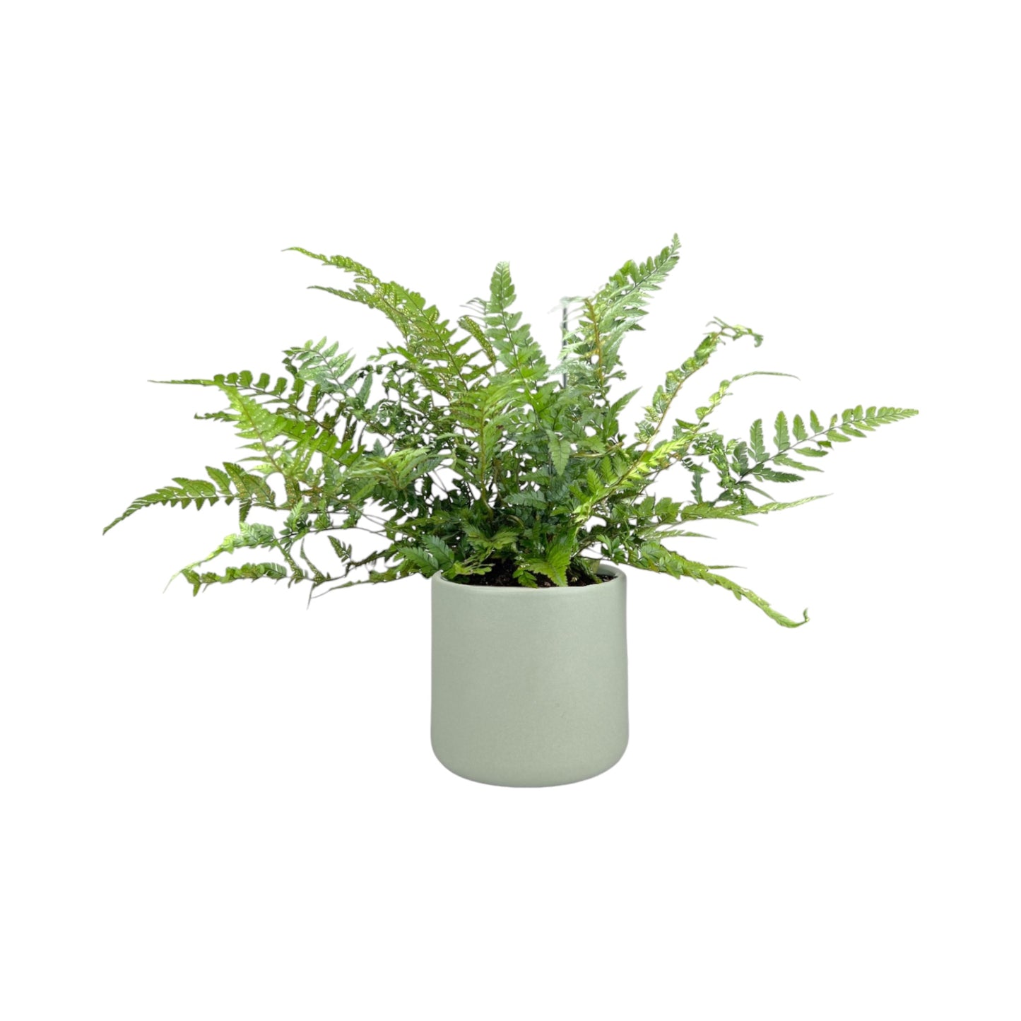 Fern 12cm Mix in Cambridge Ceramic