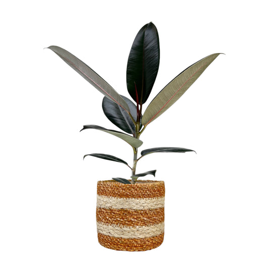 Ficus Elastica 12cm Mix in Basket - Green Plant The Horti House