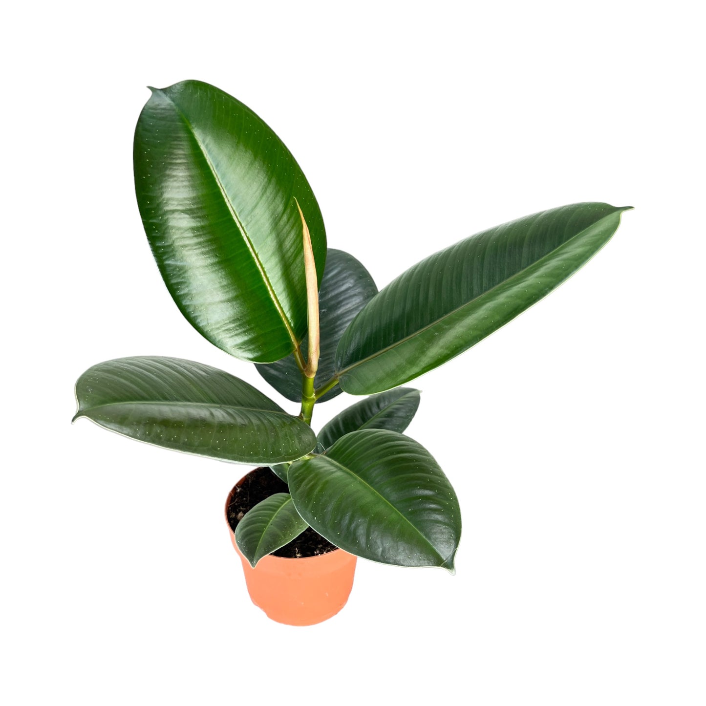 Ficus 12cm Elastica Robusta - Green Plant The Horti House