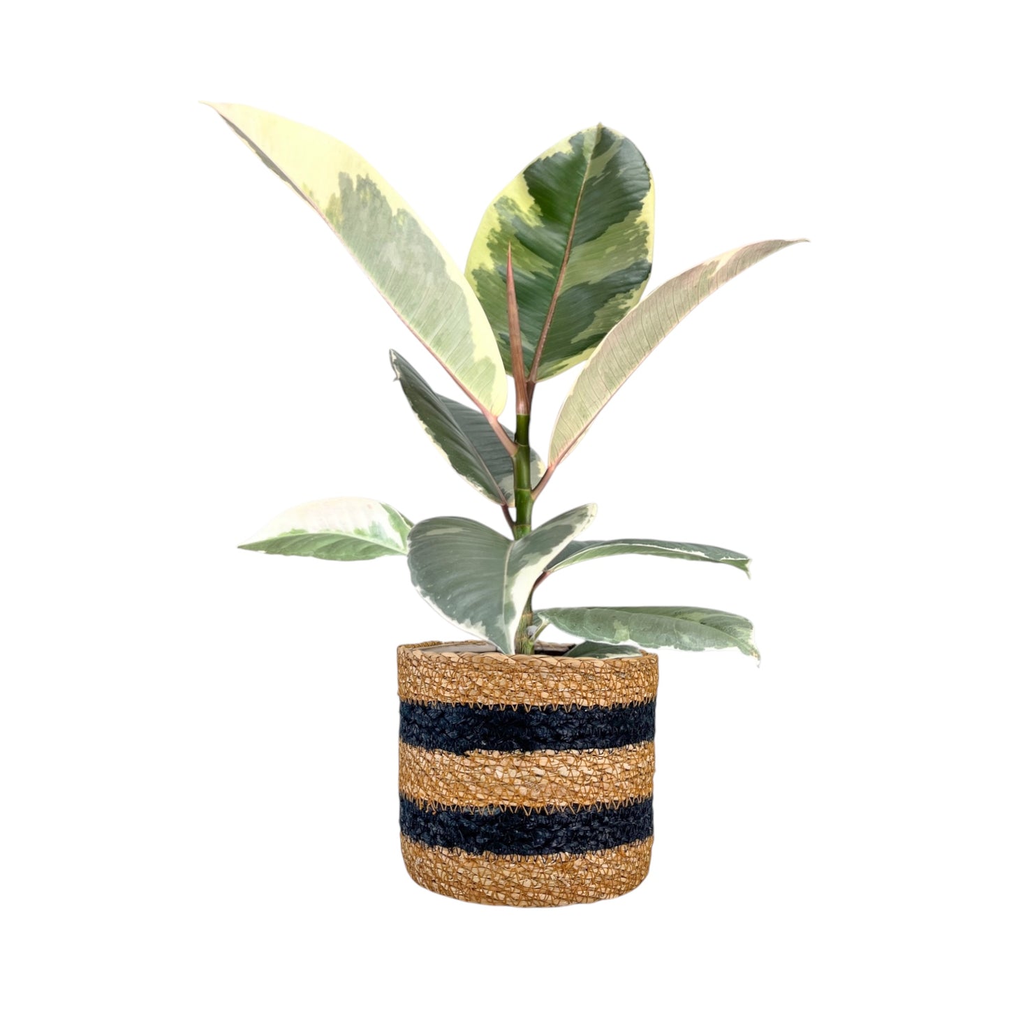 Ficus Elastica 12cm Mix in Basket - Green Plant The Horti House