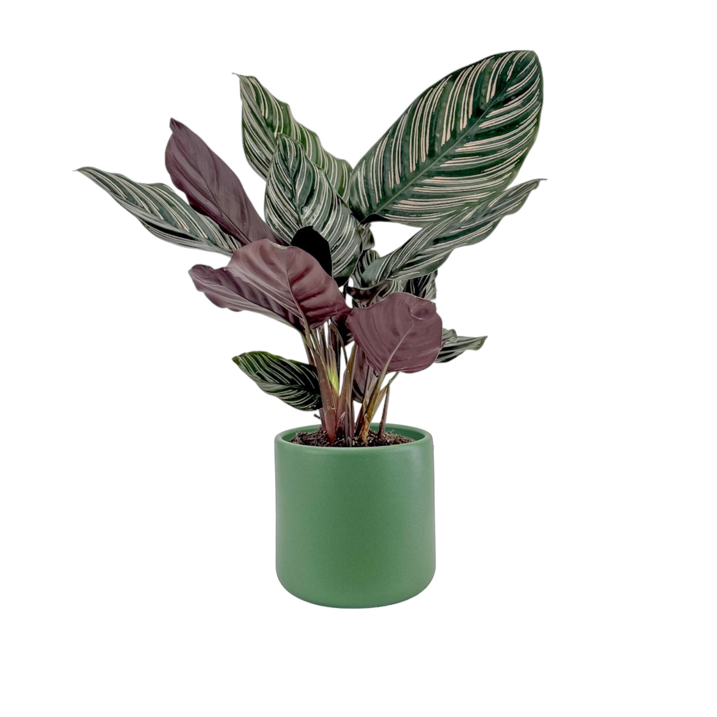 Green Plant 12cm Mix in Cambridge Ceramic - Green Plant The Horti House