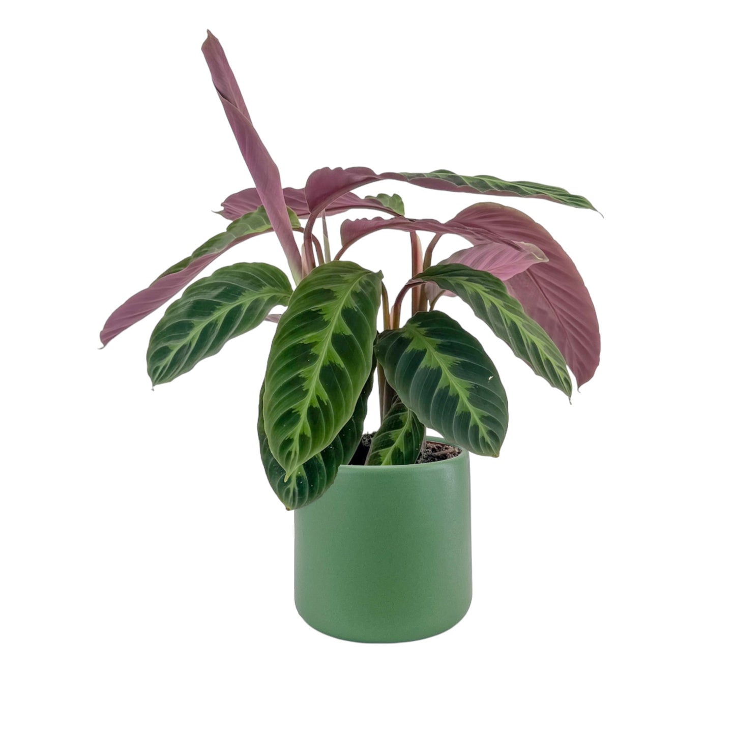 Calathea 12cm Mix in Cambridge Ceramic