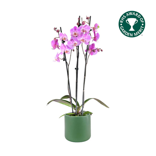Phalaenopsis 12cm AGM Triple Stem Milwaukee in Cambridge Ceramic - Orchid The Horti House