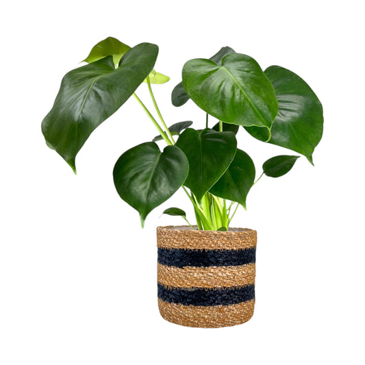 Green Plant 12cm British Mix in Basket - Green Plant The Horti House