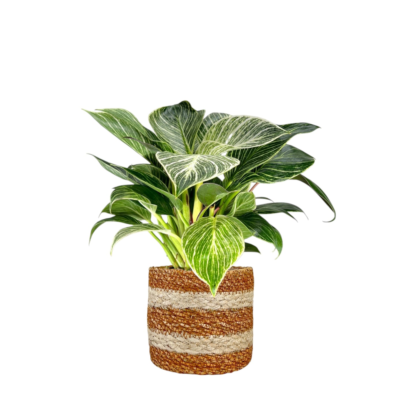 Green Plant 12cm British Mix in Basket - Green Plant The Horti House