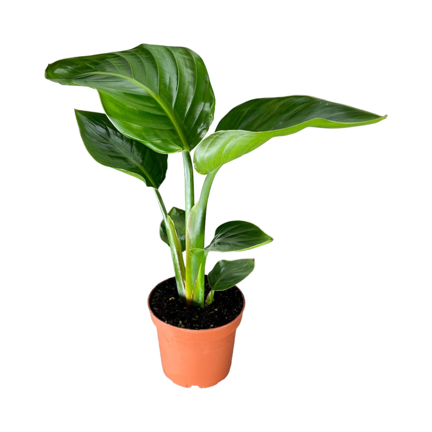 Strelitzia 12cm Nicolai - Green Plant The Horti House